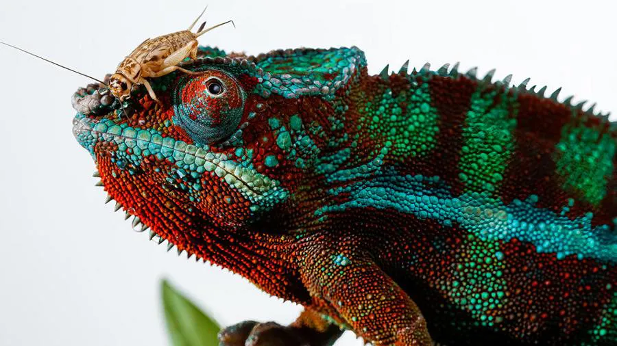 Lampa błyskowa Canon Speedlite EL-5